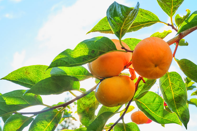 【刀根早生】<ご家庭用に最適!>(良品)7.5kg段ボール箱入り 28〜32玉 M〜2Lサイズ