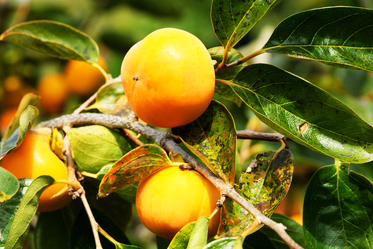 【富有柿】<訳あり品を格安で!>(良品)10kg段ボール箱入り 36〜40玉 M〜2Lサイズ